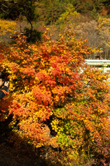 autumn in the forest