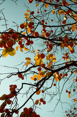 autumn leaves background