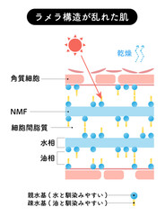 ラメラ構造が乱れた肌のみ