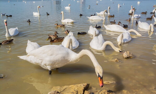 Flocks of swans and ducks on the lake