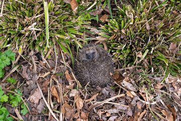 Hedgehog waking up after winter sleep