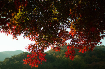 fall colors in the forest