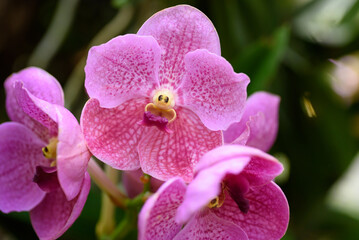 Beautiful pink orchid flower decoration in the tropical garden