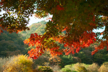 autumn in the forest