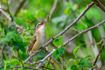 Sedge warbler, Acrocephalus schoenobaenus, perched in a tree, singing