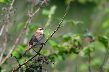 Sedge warbler, Acrocephalus schoenobaenus, perched in a tree
