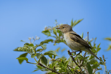Chiffchaff, Phylloscopus collybita, perched on a tree branch