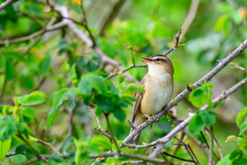 Sedge warbler, Acrocephalus schoenobaenus, perched in a tree