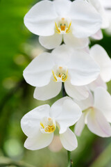 Beautiful white phalaenopsis orchid flower decoration in the tropical garden