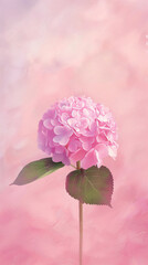 色鮮やかなピンクの夏のアジサイ