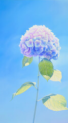 色鮮やかな夏のアジサイ