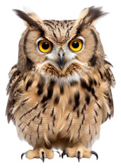 Obraz premium PNG Owl animal bird beak.