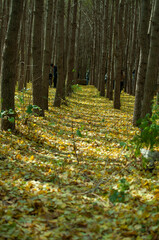 path in autumn forest