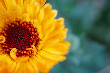 Fiore di Calendula