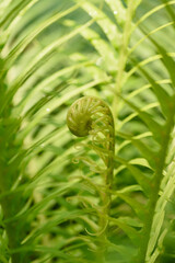 Abstract background texture of tropical leaves, green fern family