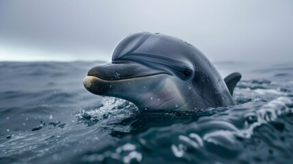 A bottlenose dolphin surfacing for a breath of air, adaptation to marine life