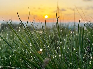 Dew on green grass in the rays of the rising sun