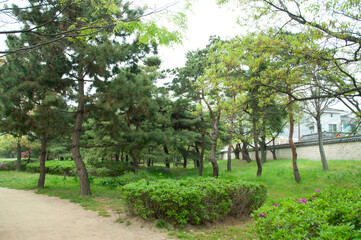 pine trees in old Korean royal park