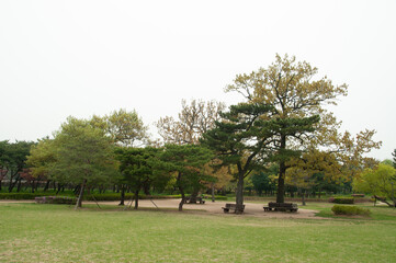 tree in the old korean royal park