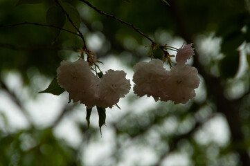 wild cherry bloosum in the forest
