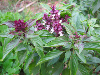 Ocimum basilicum, Sweet Basil, Thai Basil are growing in organic garden home. It has purple-red flowers in clusters, fragrant green leaves, herbal vegetable. At rural farming village, Phrae Thailand.