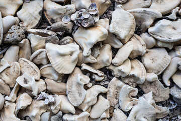Several white sea shells together forming a texture.