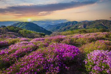 spring view of pink azalea flowers at Hwangmaesan Mountain with the background of mountain range near Hapcheon-gun, South Korea.