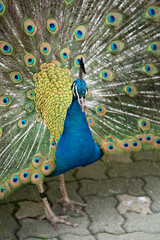 Obraz premium Male blue peacock (pavo cristatus) displaying with its tail feathured