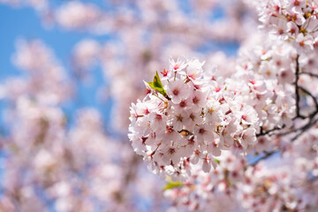 Pink cherry blossoms in full bloom against a blue sky