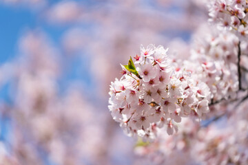 Pink cherry blossoms in full bloom against a blue sky