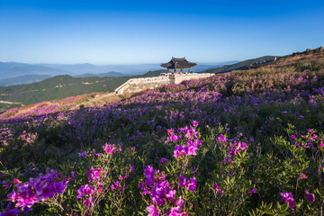 spring view of pink azalea flowers at Hwangmaesan Mountain with the background of mountain range near Hapcheon-gun, South Korea.