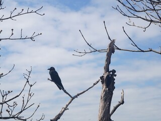 black raven sitting on the bare branches of tree with fur trees and blue sky at the background