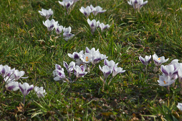 lilac crocuses in bloom close-up in a green spring meadow