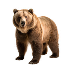 Wild brown bear (Ursus Arctos) isolated on transparent background