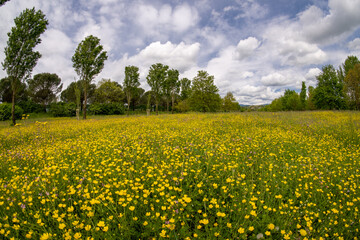 Italy Florence, Barberino del Mugello, Bilancino Lake, Lakeside Trekking and Panoramic Views Flowering rapeseed flower fields