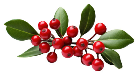 PNG Photography of dahoon holly cherry plant fruit.