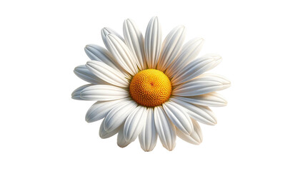 Daisy isolated on white background