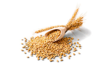 Wheat stalks with grains on white background