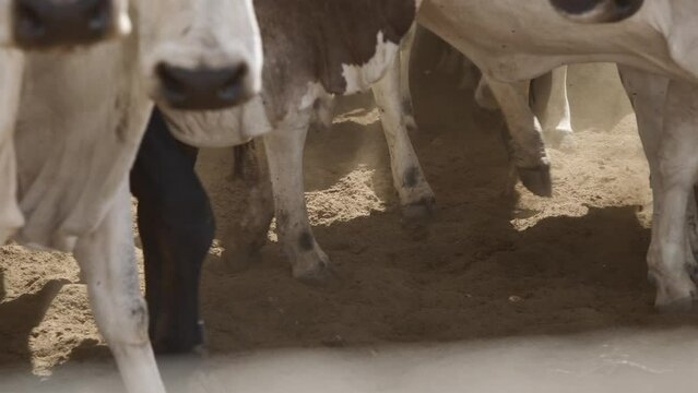 Cattle herd in confinement in Brazil