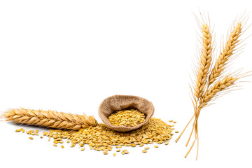 Wheat stalks with grains on white background
