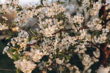 cherry branch in the evening light
