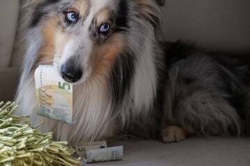 Blue merle dog innocently looking to the side while holding paper money in his mouth.