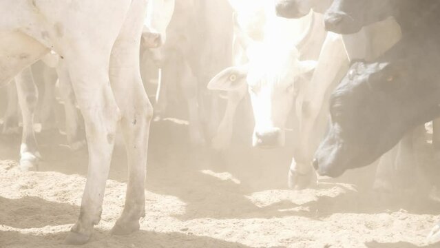 Cattle herd in confinement in Brazil