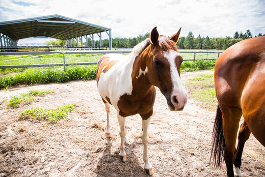 Brown and white horse in front of an outdoor arena