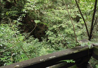 wooden bridge in the forest