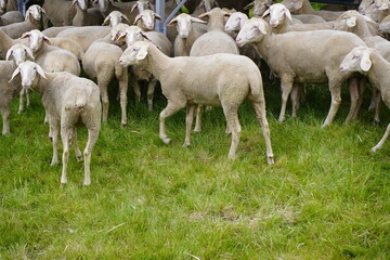 The sheeps (Ovis) serve as mowers in a system with solar panels. Gundelshausen – Bavaria, Germany.