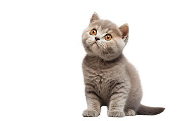 A cute British shorthair kitten sits on a white table looking up at something with wide eyes.