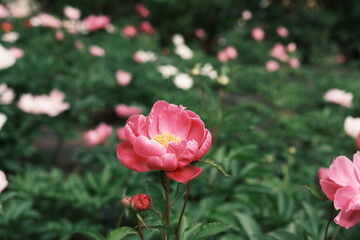 a beautiful natural scenery