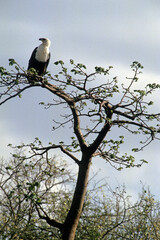Pygargue vocifère, Pygargue vocifer, African Fish Eagle, Aigle pêcheur d'Afrique, Haliaeetus vocifer, Afrique