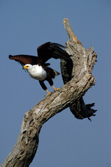 Pygargue vocifère, Pygargue vocifer, African Fish Eagle, Aigle pêcheur d'Afrique, Haliaeetus vocifer, Afrique